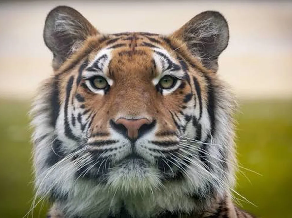 Before — A tiger's portrait, upscaled until every stripe of fur stands razor-sharp.