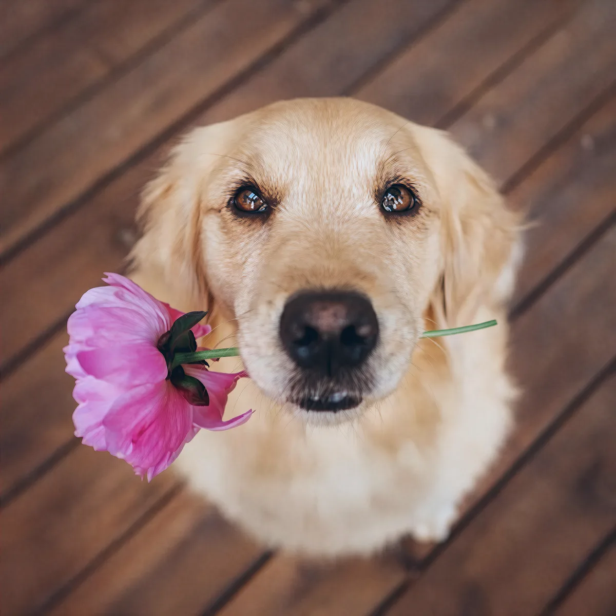 After — A beloved pet's photo, boosted until every whisker stands out.