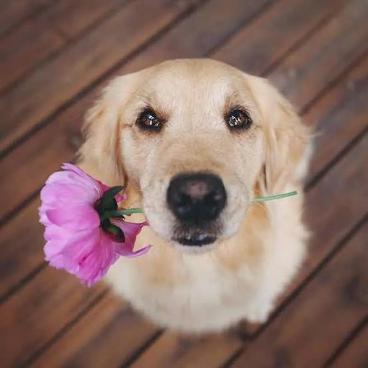 Before — A beloved pet's photo, boosted until every whisker stands out.